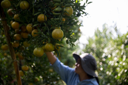 Business farm ripe orange concept farmer hand pick nature fruit citrus orchard mandarin tree growing organic lush leaves background green vibrant garden crop leaf laden branches plant close up growthの写真素材