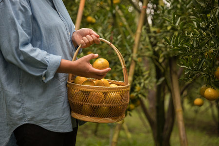 Business farm ripe orange concept farmer hand pick nature fruit citrus orchard mandarin tree growing organic lush leaves background green vibrant garden crop leaf laden branches plant close up growthの写真素材