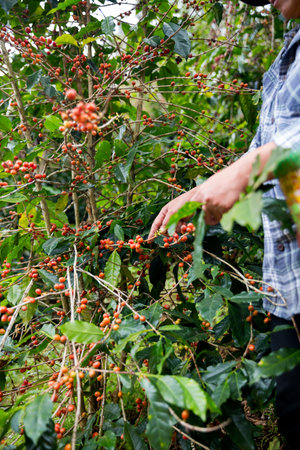Farmer concept hand harvest ripe coffee seed robusta arabica berry close up fresh green leaf bean picking orange crop red yellow berries raw plant tree farm growth blur background eco organic gardenの写真素材