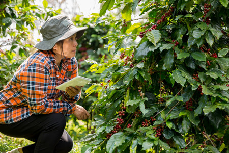 Farmer concept harvest hand ripe coffee seed robusta arabica berry close up fresh green leaf bean picking orange crop red yellow berries raw plant tree farm growth blur background eco organic gardenの写真素材