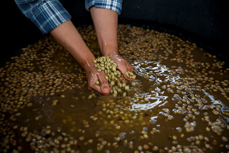 Farmer concept hand harvest ripe coffee seed robusta arabica berry close up fresh green leaf bean picking orange crop red yellow berries raw plant tree farm growth blur background eco organic gardenの写真素材