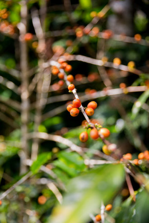 Farmer concept harvest ripe coffee seed robusta arabica berry close up fresh green leaf bean picking orange crop red yellow berries raw plant tree smart farm growth blur background eco organic gardenの写真素材