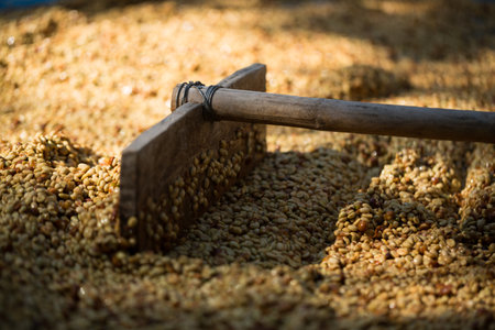 Smart farming techniques machinery apparatus coffee bean dry sunlight tool sunbeam sunray sunshine fresh garden produce agriculture promotes farmer concept close up plant farm blur backgroundの写真素材