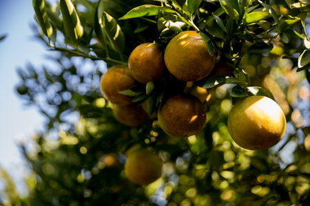 Business farm orange concept nature fruit citrus orchard mandarin tree growing, vibrant organic lush leaves background farmer green garden crop leaf ripe laden branches plant close up farming growth.の写真素材