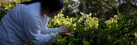 Business concept centers around fresh green tea reap background leaves organic farm with banner lush garden healthy plant tree leaves eco herbal farmer blur leaf plantation Freshness herbal naturalの写真素材