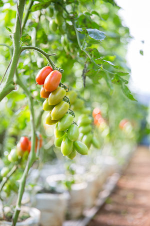 Smart farming techniques hydroponic salad vegetables technology tomato red green ensuring fresh sustainable produce agriculture promotes healthy eating support farmer living local community non gmoの写真素材