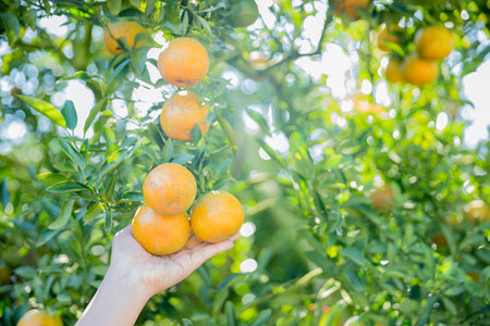 Business farm ripe orange concept farmer hand pick nature fruit citrus orchard mandarin tree growing organic lush leaves background green vibrant garden crop leaf laden branches plant close up growthの写真素材