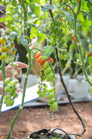 Smart farming techniques hydroponic salad vegetables technology tomato red green ensuring fresh sustainable produce agriculture promotes healthy eating support farmer living local community non gmoの写真素材