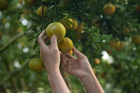 Business farm ripe orange concept farmer hand pick nature fruit citrus orchard mandarin tree growing organic lush leaves background green vibrant garden crop leaf laden branches plant close up growthの写真素材
