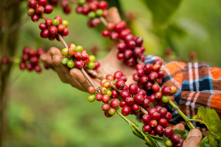 Farmer concept harvest hand ripe coffee seed robusta arabica berry close up fresh green leaf bean picking orange crop red yellow berries raw plant tree farm growth blur background eco organic gardenの写真素材