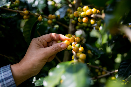 Farmer concept hand harvest ripe coffee seed robusta arabica berry close up fresh green leaf bean picking orange crop red yellow berries raw plant tree farm growth blur background eco organic gardenの写真素材