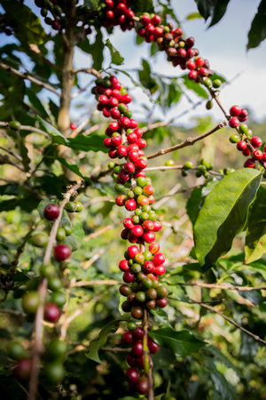 Farmer concept harvest ripe coffee seed robusta arabica berry close up fresh green leaf bean picking orange crop red yellow berries raw plant tree smart farm growth blur background eco organic gardenの写真素材