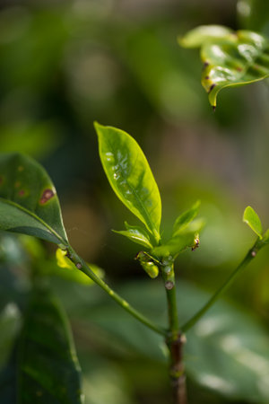 Smart farming techniques hydroponic fresh garden produce agriculture promotes farmer concept seedling coffee pot close up fresh green plant tree farm growth blur background organic garden cultivateの写真素材