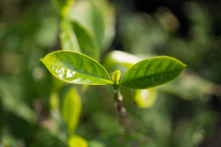 Smart farming techniques hydroponic fresh garden produce agriculture promotes farmer concept seedling coffee pot close up fresh green plant tree farm growth blur background organic garden cultivateの写真素材