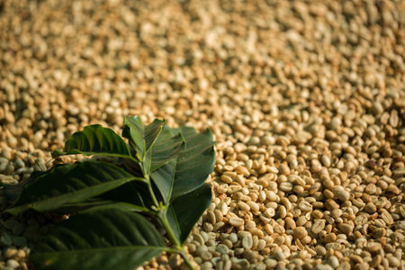 Smart farming techniques machinery roast apparatus coffee bean dry sunlight tool sunbeam sunray sunshine fresh garden produce agriculture promotes farmer concept close up plant farm blur backgroundの写真素材