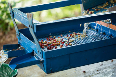 Smart farming techniques machinery apparatus coffee bean dry sunlight tool daylight sunbeam sunray sunshine fresh garden produce agriculture promotes farmer concept close up plant farm blur backgroundの写真素材