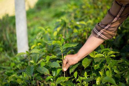 Smart hand farming techniques hydroponic fresh garden produce agriculture promotes farmer concept seedling pot fresh green plant tree farm growth blur background organic garden cultivateの写真素材