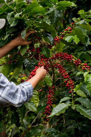 Farmer concept hand harvest ripe coffee seed robusta arabica berry close up fresh green leaf bean picking orange crop red yellow berries raw plant tree farm growth blur background eco organic gardenの写真素材