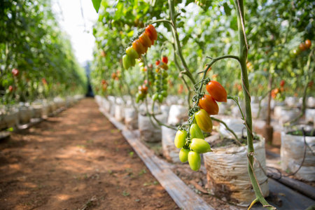 Smart farming techniques hydroponic salad vegetables technology tomato red green ensuring fresh sustainable produce agriculture promotes healthy eating support farmer living local community non gmoの写真素材