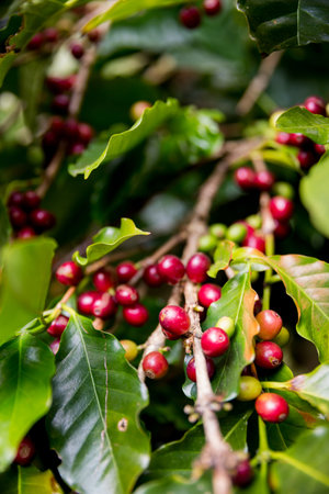 Farmer concept harvest ripe coffee seed robusta arabica berry close up fresh green leaf bean picking orange crop red yellow berries raw plant tree smart farm growth blur background eco organic gardenの写真素材