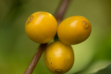 Farmer concept harvest fruit ripe coffee seed robusta arabica berry close up fresh green leaf bean picking orange crop red yellow berries raw plant tree farm growth blur background eco organic gardenの写真素材