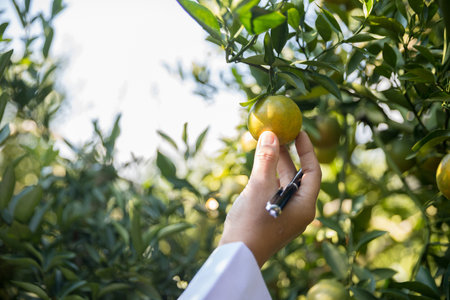Business farm ripe orange concept farmer hand pick nature fruit citrus orchard mandarin tree growing organic lush leaves background green vibrant garden crop leaf laden branches plant close up growthの写真素材