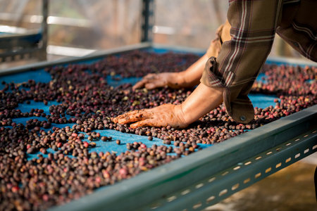 Close up smart farmer techniques hand coffee bean machinery roast apparatus dry sunlight tool sunbeam sunray sunshine fresh garden produce agriculture promotes farmer concept farm blur backgroundの写真素材
