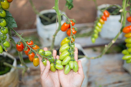 Smart farming techniques hydroponic salad vegetables technology tomato red green ensuring fresh sustainable produce agriculture promotes healthy eating support farmer living local community non gmoの写真素材