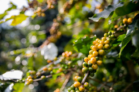 Farmer concept harvest ripe coffee seed robusta arabica berry close up fresh green leaf bean picking orange crop red yellow berries raw plant tree smart farm growth blur background eco organic gardenの写真素材