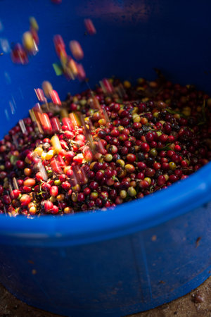 Smart farming techniques machinery roast apparatus coffee bean dry sunlight tool sunbeam sunray sunshine fresh garden produce agriculture promotes farmer concept close up plant farm blur backgroundの写真素材