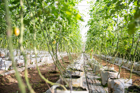 Smart farming techniques hydroponic salad vegetables technology tomato red green ensuring fresh sustainable produce agriculture promotes healthy eating support farmer living local community non gmoの写真素材