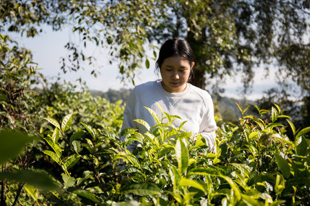 Business concept centers around fresh green tea reap background leaves organic farm with banner lush garden healthy plant tree leaves eco herbal farmer blur leaf plantation Freshness herbal naturalの写真素材