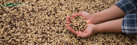 Farmer concept hand harvest ripe coffee seed robusta arabica berry close up fresh green leaf bean picking orange crop red yellow berries raw plant tree farm growth blur background eco organic gardenの写真素材