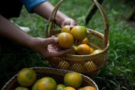 Business farm ripe orange concept farmer hand pick nature fruit citrus orchard mandarin tree growing organic lush leaves background green vibrant garden crop leaf laden branches plant close up growthの写真素材