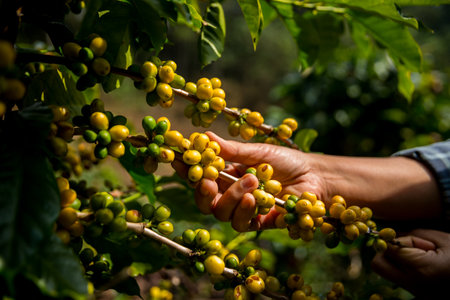 Farmer concept harvest ripe coffee seed robusta arabica berry close up fresh green leaf bean picking orange crop red yellow berries raw plant tree smart farm growth blur background eco organic gardenの写真素材