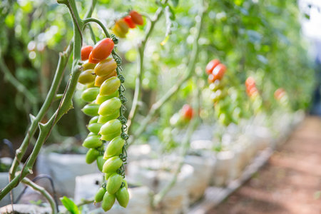 Smart farming techniques hydroponic salad vegetables technology tomato red green ensuring fresh sustainable produce agriculture promotes healthy eating support farmer living local community non gmoの写真素材