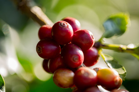 Farmer concept harvest fruit ripe coffee seed robusta arabica berry close up fresh green leaf bean picking orange crop red yellow berries raw plant tree farm growth blur background eco organic gardenの写真素材