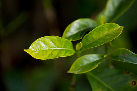 Smart farming techniques hydroponic fresh garden produce agriculture promotes farmer concept seedling coffee pot close up fresh green plant tree farm growth blur background organic garden cultivateの写真素材