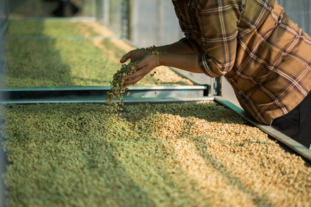 Close up smart farmer techniques hand coffee bean machinery roast apparatus dry sunlight tool sunbeam sunray sunshine fresh garden produce agriculture promotes farmer concept farm blur backgroundの写真素材