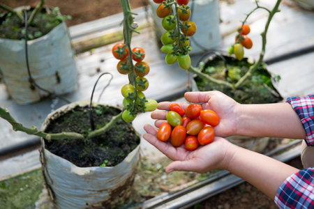 Smart farming techniques hydroponic salad vegetables technology tomato red green ensuring fresh sustainable produce agriculture promotes healthy eating support farmer living local community non gmoの写真素材