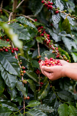 Farmer concept hand harvest ripe coffee seed robusta arabica berry close up fresh green leaf bean picking orange crop red yellow berries raw plant tree farm growth blur background eco organic gardenの写真素材