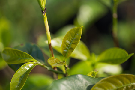 Smart farming techniques hydroponic fresh garden produce agriculture promotes farmer concept seedling coffee pot close up fresh green plant tree farm growth blur background organic garden cultivateの写真素材