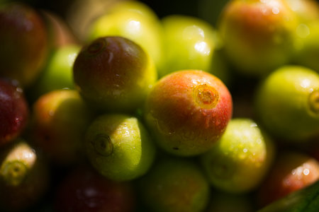 Farmer concept harvest fruit ripe coffee seed robusta arabica berry close up fresh green leaf bean picking orange crop red yellow berries raw plant tree farm growth blur background eco organic gardenの写真素材