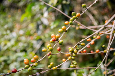 Farmer concept harvest ripe coffee seed robusta arabica berry close up fresh green leaf bean picking orange crop red yellow berries raw plant tree smart farm growth blur background eco organic gardenの写真素材