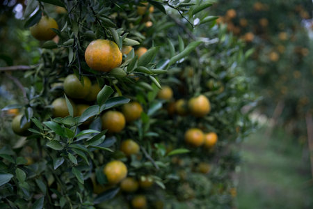 Business farm orange concept nature fruit citrus orchard mandarin tree growing, vibrant organic lush leaves background farmer green garden crop leaf ripe laden branches plant close up farming growth.の写真素材