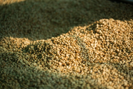 Smart farming techniques machinery apparatus coffee bean dry sunlight tool sunbeam sunray sunshine fresh garden produce agriculture promotes farmer concept close up plant farm blur backgroundの写真素材