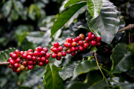 Farmer concept harvest ripe coffee seed robusta arabica berry close up fresh green leaf bean picking orange crop red yellow berries raw plant tree smart farm growth blur background eco organic gardenの写真素材