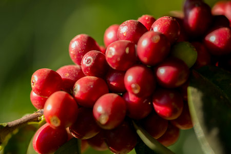 Farmer concept harvest fruit ripe coffee seed robusta arabica berry close up fresh green leaf bean picking orange crop red yellow berries raw plant tree farm growth blur background eco organic gardenの写真素材