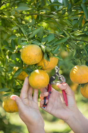 Business farm ripe orange concept farmer hand pick nature fruit citrus orchard mandarin tree growing organic lush leaves background green vibrant garden crop leaf laden branches plant close up growthの写真素材