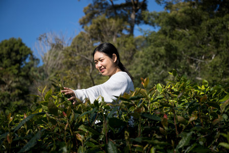 Business concept centers around fresh green tea leaves organic farm with banner lush garden healthy plant tree leaves eco herbal farmer blur leaf plantation Freshness herbal naturalの写真素材